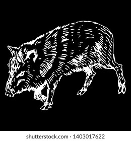 Isolated vector illustration. Wild pig or collared pecari. Hand drawn linear doodle ink sketch. White silhouette on black background. Scratch art style.