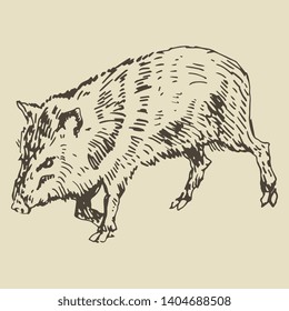 Isolated vector illustration. Wild pig or collared pecari. Hand drawn linear doodle ink sketch. Monochrome silhouette. Vintage style.