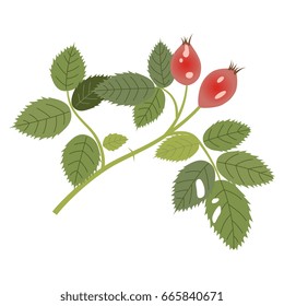 Isolated vector illustration of a wild rose (rosehip ) branch with two red berries. 
