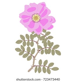 Isolated vector illustration of a wildrose flower with pink petals. Rosehip bough. Elegant floral motif. Rosa canina.