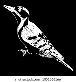 Isolated vector illustration of a woodpecker. (Dendrocopos major). Hand drawn ink sketch. White silhouette on black background.