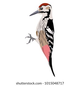 Isolated vector illustration of woodpecker. Flat cartoon style.