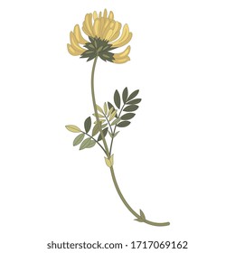 Isolated vector illustration. Yellow meadow flower. Vetch branch. Phaca australis.