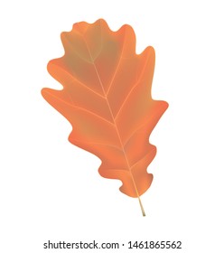 Isolated vector illustration of yellow oak leaf