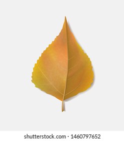 Isolated vector illustration of yellow poplar leaf