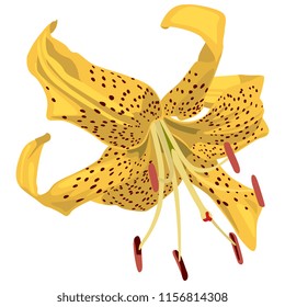 Isolated vector illustration. Yellow Tiger Lily flower. Flat cartoon style.