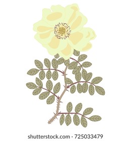 Isolated vector illustration of a yellow wild rose. Delicate floral motif.
