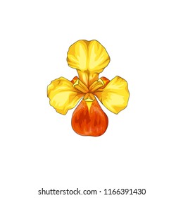 Isolated vector illustration of a yellow-orange iris flower, top view.