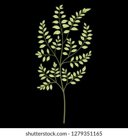 Isolated vector illustration. Young tree or branch with leaves. Hand drawn linear silhouette. On black background.