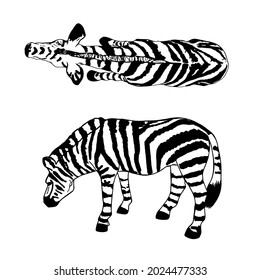 Ilustración vectorial aislada de una cebra sobre un fondo blanco. Juego de animales africanos en blanco para diseñador, cliente, logotipo, icono, postal, safari