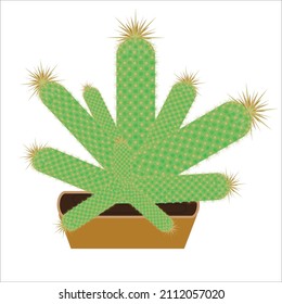Imagen vectorial aislada de una planta de cactus en una olla sobre un fondo blanco. icono de cactus.