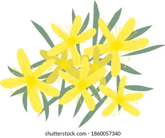 Isolated vector image of hypericum perforatum bunch. Yellow St Johns wort flowers with green leaves in flat style. Doodle concept of goat weed for card, package, icon. Cute, simple plant.