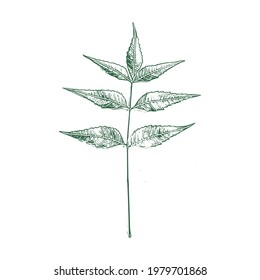 isolated vector leaf in white background
