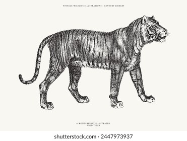 Isolated Vector Line Art Illustration of a Wild Tiger