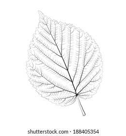 Isolated vector monochrome birch leaf.