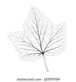 Isolated vector monochrome currant leaf.