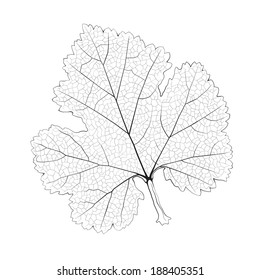 Isolated vector monochrome currant leaf.