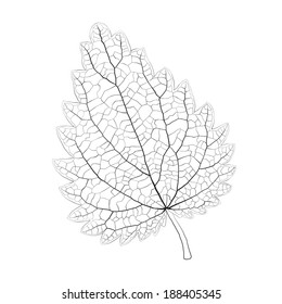 Isolated Vector Monochrome Nettle Leaf.