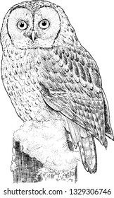 Isolated vector owl sitting on a branch. Hand drawing black and white bird. Vintage botanical ink sketch