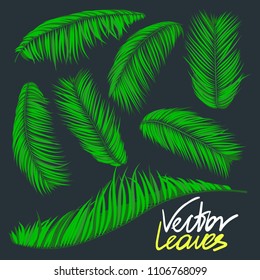 Isolated Vector Palm Leaves. Green Tropical Foliage. Floral Elements Set. Illustration of Jungle Plants. Realistic Palm Leaves for Pattern, Wallpaper, Print, Fabric, Textile or Your Creative Design.