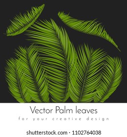 Isolated Vector Palm Leaves. Tropical Foliage. Floral Elements Set. Illustration of Jungle Plants. Realistic Palm Leaves for Pattern, Wallpaper, Print, Fabric, Textile or Your Creative Design.