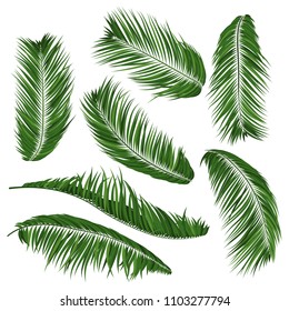 Isolated Vector Palm Leaves. Tropical Foliage. Floral Elements Set. Illustration of Jungle Plants. Realistic Palm Leaves for Pattern, Wallpaper, Print, Fabric, Textile or Your Creative Design.