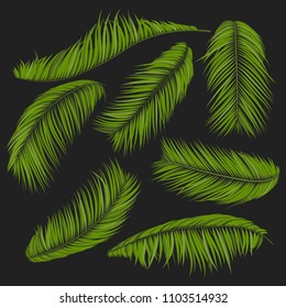 Isolated Vector Palm Leaves. Tropical Foliage. Floral Elements Set. Illustration of Jungle Plants. Realistic Palm Leaves for Pattern, Wallpaper, Print, Fabric, Textile or Your Creative Design.