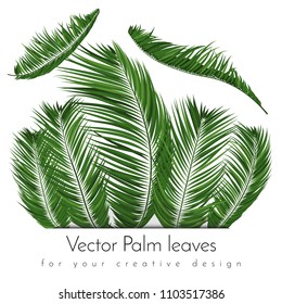 Isolated Vector Palm Leaves. Tropical Foliage. Floral Elements Set. Illustration of Jungle Plants. Realistic Palm Leaves for Pattern, Wallpaper, Print, Fabric, Textile or Your Creative Design.