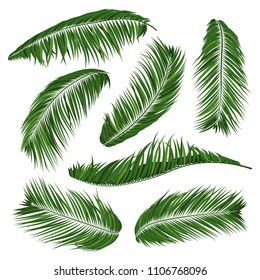 Isolated Vector Palm Leaves. Tropical Foliage. Floral Elements Set. Illustration of Jungle Plants. Realistic Palm Leaves for Pattern, Wallpaper, Print, Fabric, Textile or Your Creative Design.