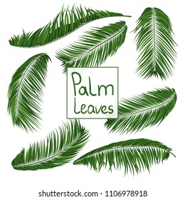 Isolated Vector Palm Leaves. Tropical Foliage. Floral Elements Set. Illustration of Jungle Plants. Realistic Palm Leaves for Pattern, Wallpaper, Print, Fabric, Textile or Your Creative Design.