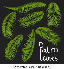 Isolated Vector Palm Leaves. Tropical Foliage. Floral Elements Set. Illustration of Jungle Plants. Realistic Palm Leaves for Pattern, Wallpaper, Print, Fabric, Textile or Your Creative Design.