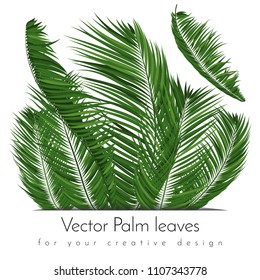 Isolated Vector Palm Leaves. Tropical Foliage. Floral Elements Set. Illustration of Jungle Plants. Realistic Palm Leaves for Pattern, Wallpaper, Print, Fabric, Textile or Your Creative Design.