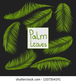 Isolated Vector Palm Leaves. Tropical Foliage. Floral Elements Set. Illustration of Jungle Plants. Realistic Palm Leaves for Pattern, Wallpaper, Print, Fabric, Textile or Your Creative Design.