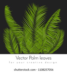 Isolated Vector Palm Leaves. Tropical Foliage. Floral Elements Set. Illustration of Jungle Plants. Realistic Palm Leaves for Pattern, Wallpaper, Print, Fabric, Textile or Your Creative Design.