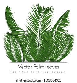 Isolated Vector Palm Leaves. Tropical Foliage. Floral Elements Set. Illustration of Jungle Plants. Realistic Palm Leaves for Pattern, Wallpaper, Print, Fabric, Textile or Your Creative Design.