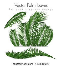 Isolated Vector Palm Leaves. Tropical Foliage. Floral Elements Set. Illustration of Jungle Plants. Realistic Palm Leaves for Pattern, Wallpaper, Print, Fabric, Textile or Your Creative Design.