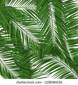 Isolated Vector Palm Leaves. Tropical Foliage. Floral Elements Set. Illustration of Jungle Plants. Realistic Palm Leaves for Pattern, Wallpaper, Print, Fabric, Textile or Your Creative Design.