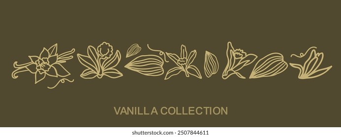 Isolated vector pattern of vanilla. Gold vanilla sticks, vanilla flower and pods. Aroma, food, cookery. Hand drawn. illustration of vanilla flower, bean and pods on isolated dark background.