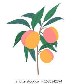 Isolated vector peaches with brunch for decor, print, packaging.