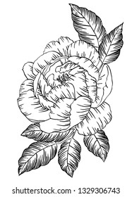 Isolated vector peony flower. Hand drawing black and white floral illustration. Vintage botanical ink sketch. Wedding invitation