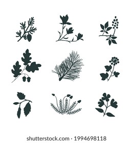 Isolated vector plants botanical collection