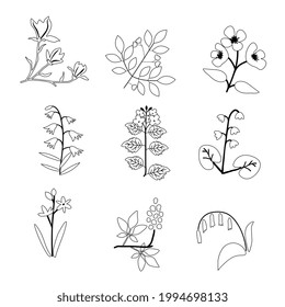 Isolated vector plants botanical collection