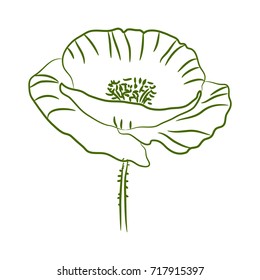 Isolated vector poppy. Outline green illustration