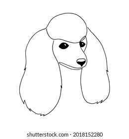 Isolated vector portrait of a poodle dog, line art style