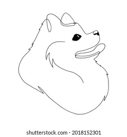 Isolated vector portrait of a spitz dog, line art style