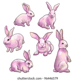 isolated vector rabbits set