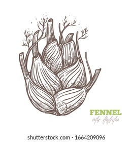 Isolated vector raw bulb of fennel on white. Fresh vegetable, spices, condiment and herbs vector hand drawn sketch etching food illustration