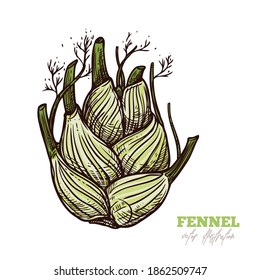 Isolated vector raw bulb of fennel on white. Fresh vegetable, spices, condiment and herbs vector hand drawn sketch etching food illustration