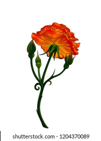 Isolated vector realistic rose with some buds, view from below.