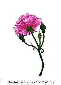 Isolated vector realistic rose with some buds, view from below.